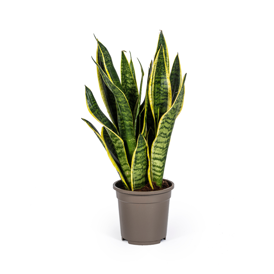 La Green Touch - Sansevieria Trifasciata Futura Superba - D17 H45cm - Image 4