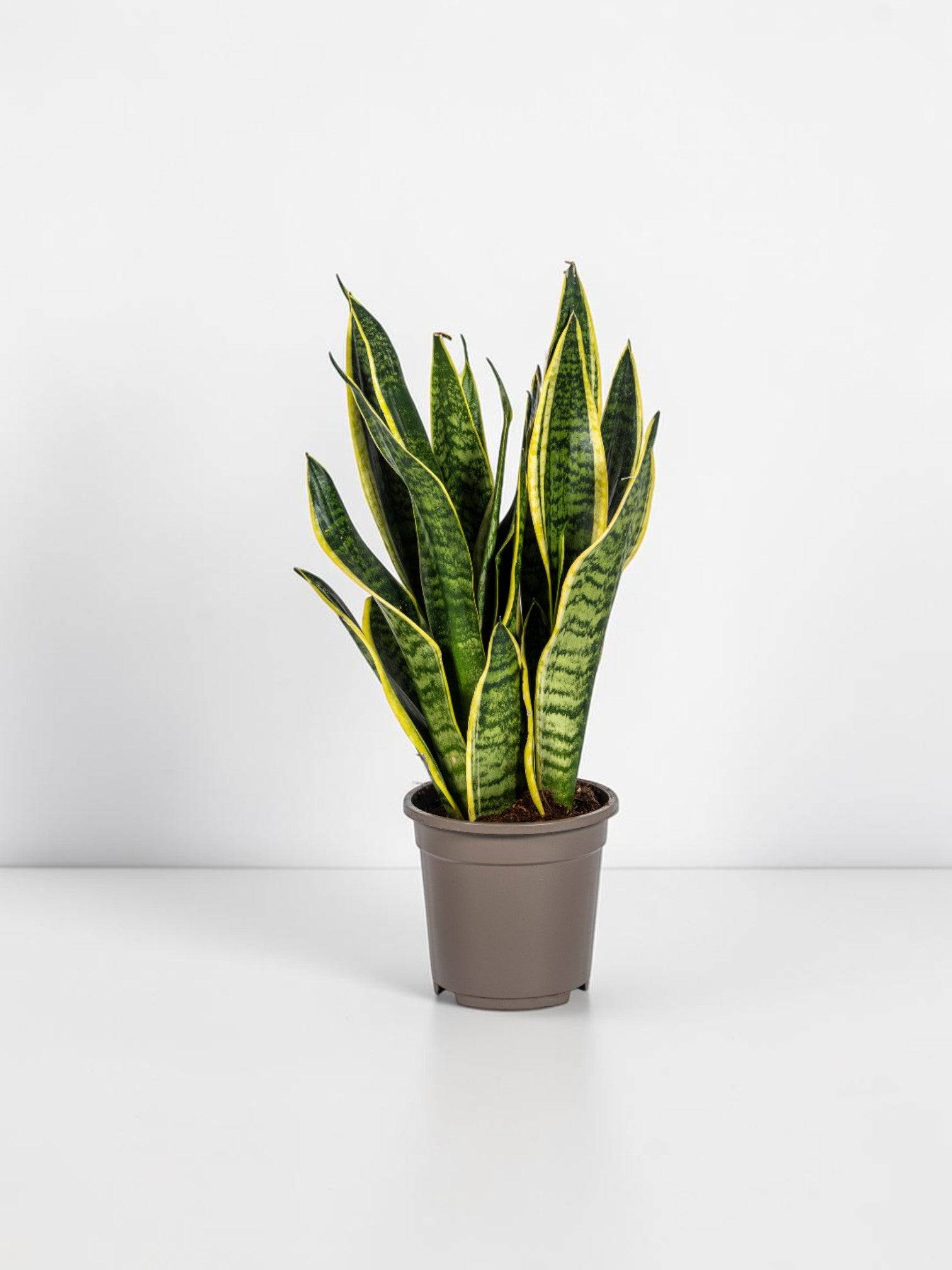 La Green Touch - Sansevieria Trifasciata Futura Superba - D17 H45cm - Image 1
