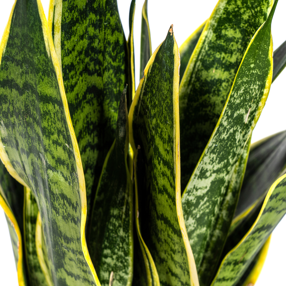 La Green Touch - Sansevieria Trifasciata Futura Superba - D17 H45cm - Image 2