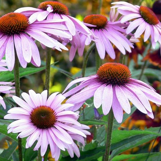 Echinacea angustifolia Godet de 8/9 cm - Image 2