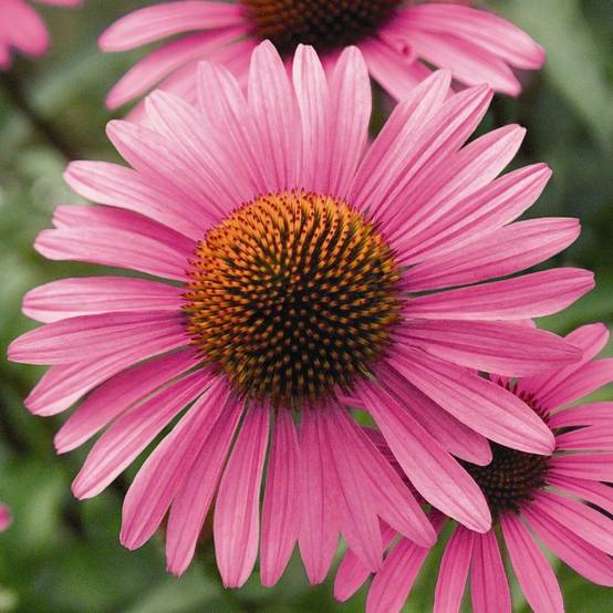 Echinacea angustifolia Godet de 8/9 cm - Image 1
