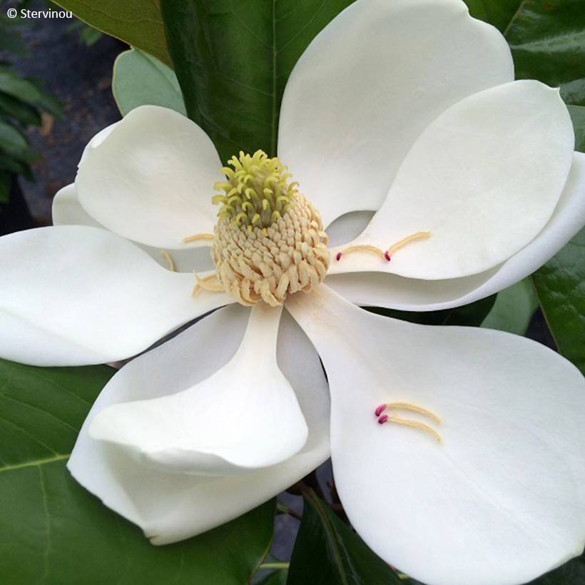 Promesse de Fleurs - Magnolia grandiflora Mainstreet - Laurier-tulipier Pot de 4L/5L