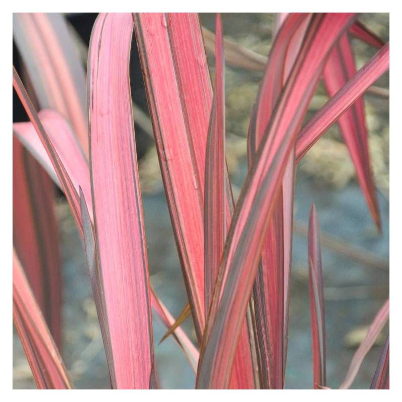 Lin de Nouvelle-Zélande Evening Glow, Phormium - Pot de 4L - 40/60 cm - Image 4
