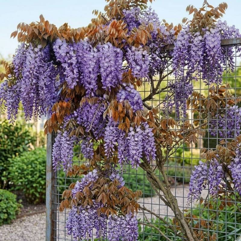 Glycine de Chine Blue Line® 'Copper Leo' à fleurs Bleue - feuillage Caduc - Pot de 2L - Tuteur bambou 60/90 cm- hauteur à maturité De 5,00 m à 10,00 - Image 3