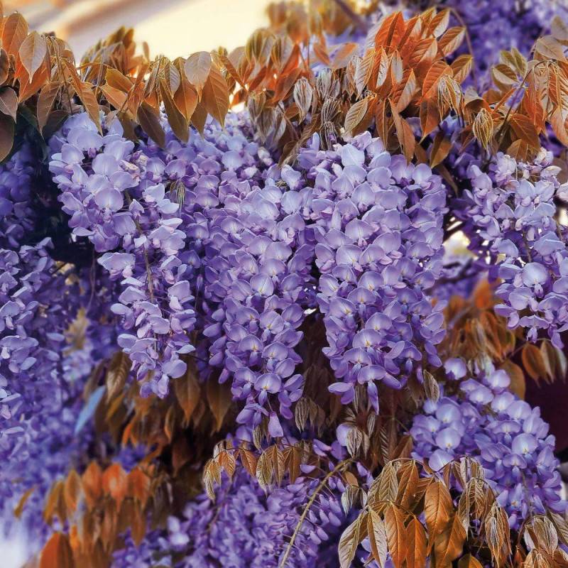 Glycine de Chine Blue Line® 'Copper Leo' à fleurs Bleue - feuillage Caduc - Pot de 2L - Tuteur bambou 60/90 cm- hauteur à maturité De 5,00 m à 10,00 - Image 6
