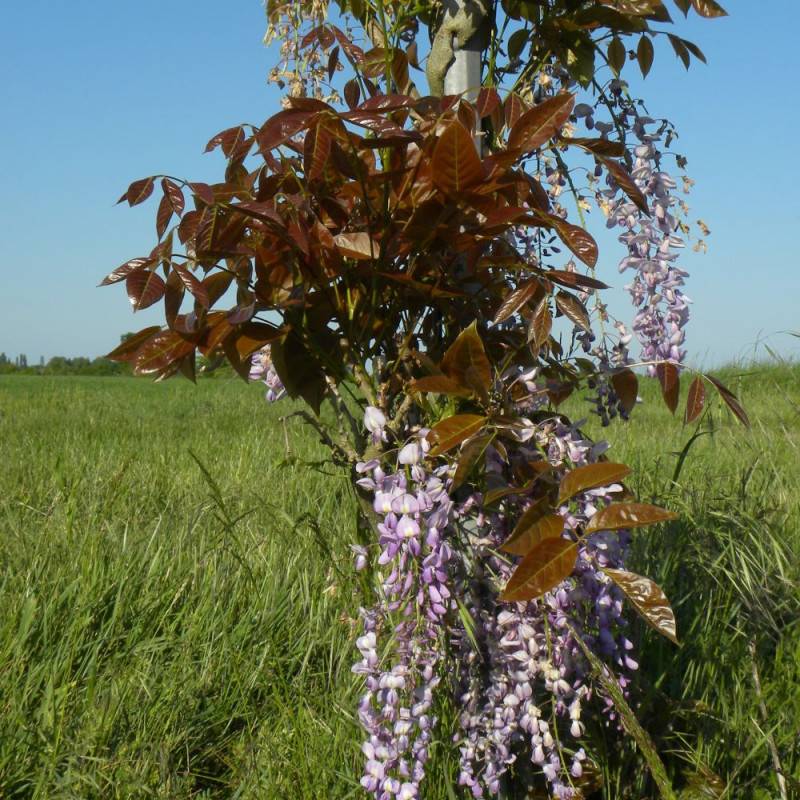Glycine de Chine Blue Line® 'Copper Leo' à fleurs Bleue - feuillage Caduc - Pot de 2L - Tuteur bambou 60/90 cm-  hauteur à maturité De 5,00 m à 10,00 - Image 5