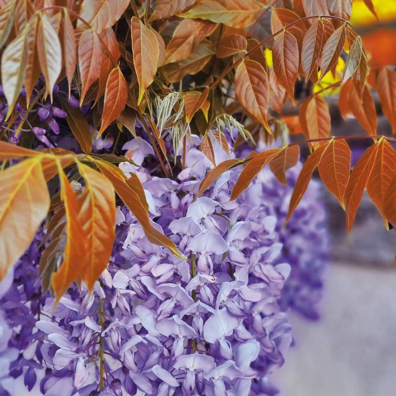 Glycine de Chine Blue Line® 'Copper Leo' à fleurs Bleue - feuillage Caduc - Pot de 2L - Tuteur bambou 60/90 cm- hauteur à maturité De 5,00 m à 10,00 - Image 2