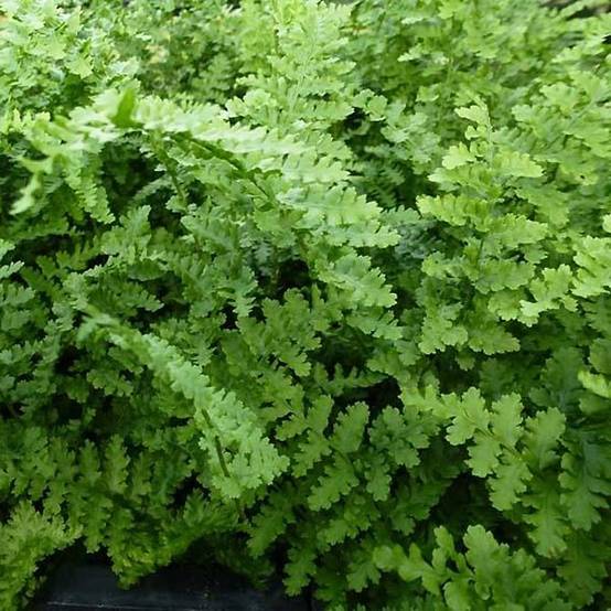 Dryopteris filix-mas Barnesii - Fougère mâle Godet de 8/9 cm