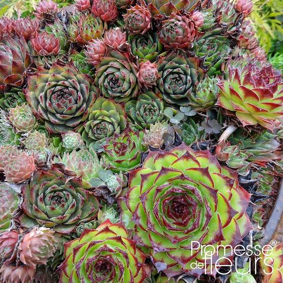 Promesse de Fleurs - Sempervivum Gemengd - Joubarbe hybride en mélange Godet de 8/9 cm