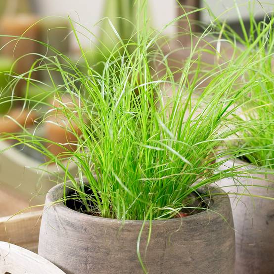 Gardenersdream - 1 X Cypérus Zumula Herbe À Chat À Vendre | Plante D'Intérieur En Pot Idéale Pour Les Chats - GardenersDream - Image 1