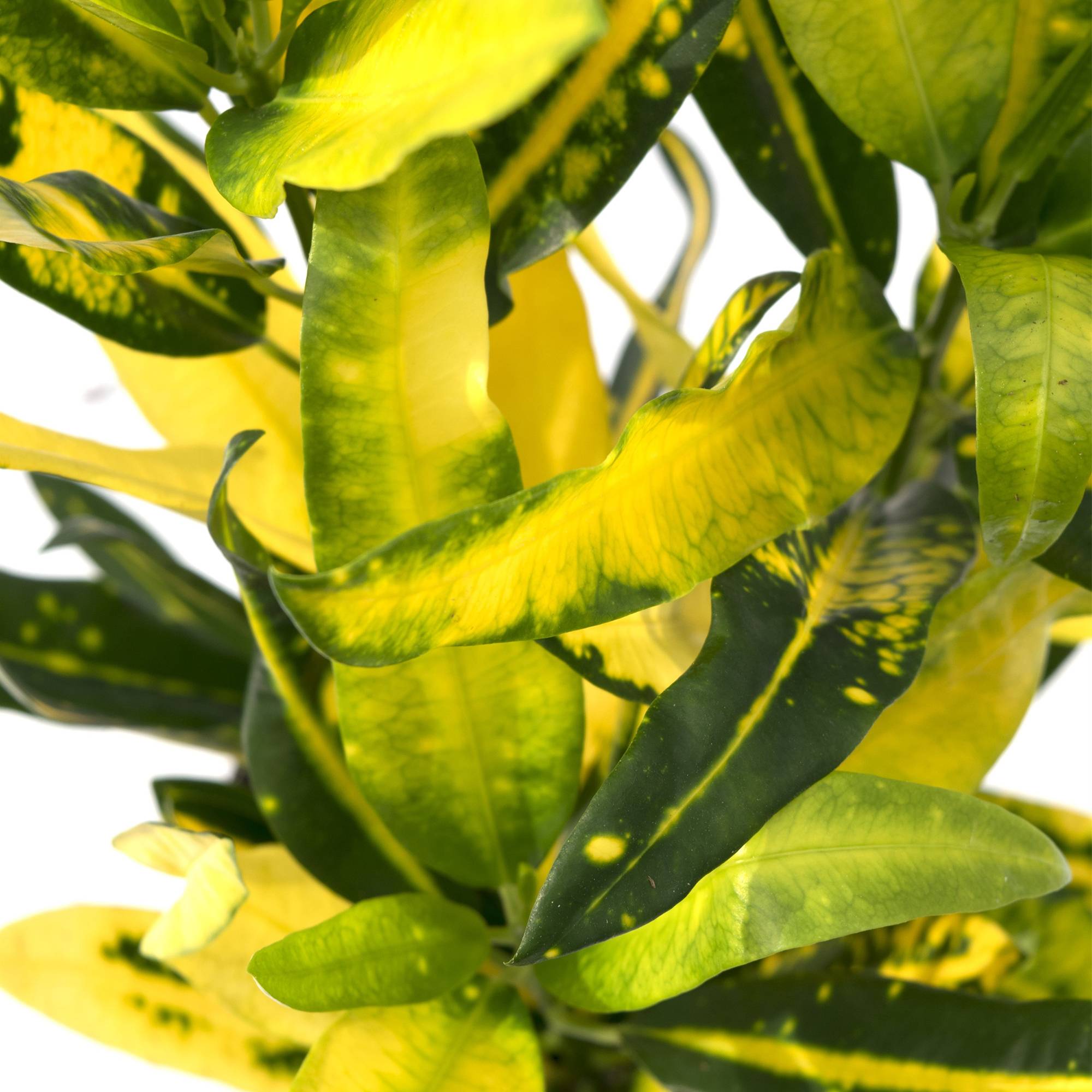 Gardenersdream - Codiaeum Sunny Star – Superbe Croton | Meilleure Plante D’Intérieur (De 30 À 40 Pot Inclus) - GardenersDream - Image 3
