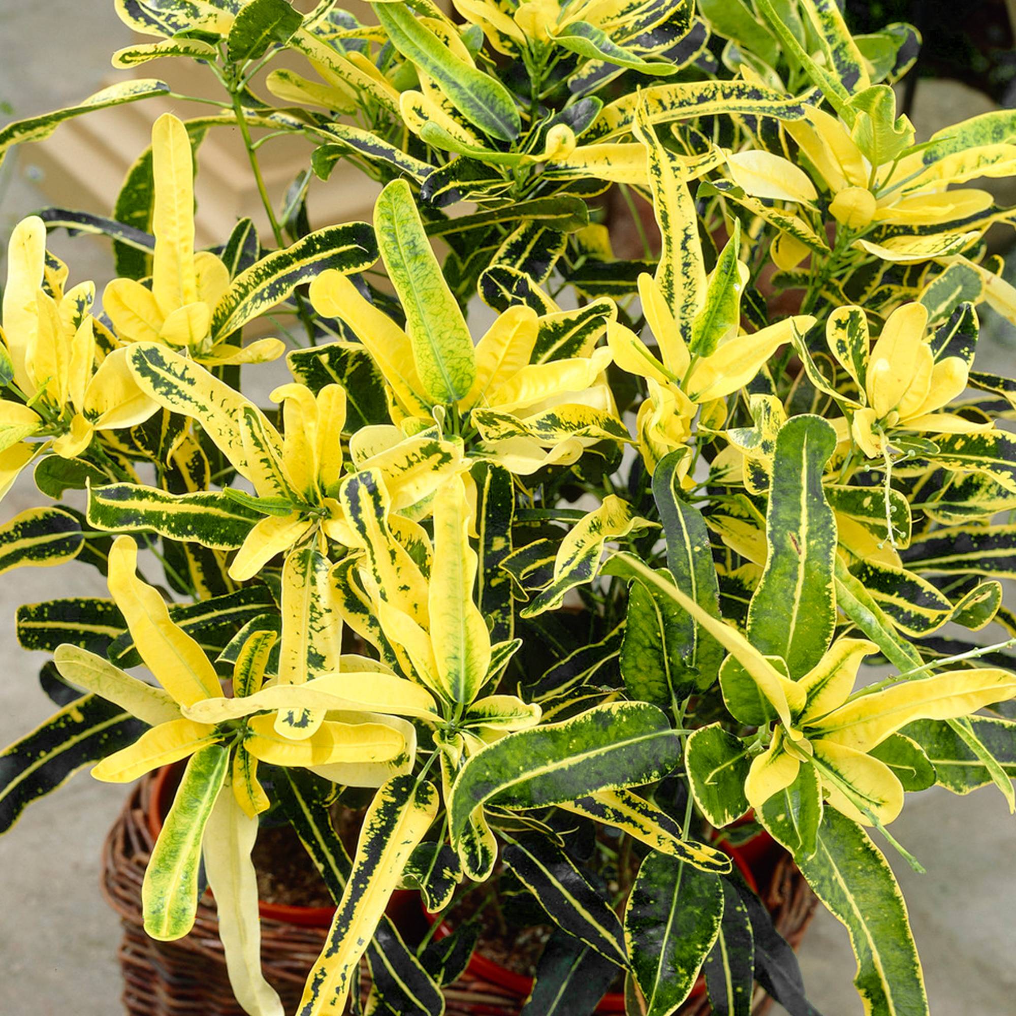 Gardenersdream - Codiaeum Sunny Star – Superbe Croton | Meilleure Plante D’Intérieur (De 30 À 40 Pot Inclus) - GardenersDream - Image 1