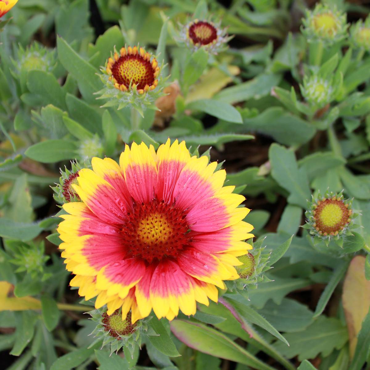 Promesse de Fleurs - Gaillarde vivace Arizona Sun Godet de 8/9 cm