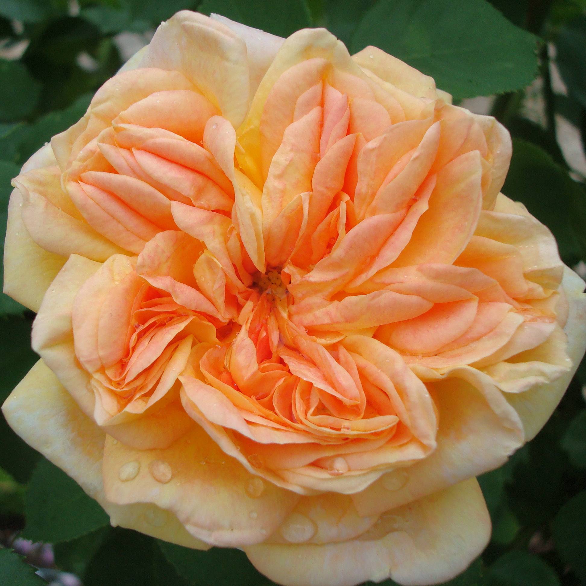 Rosier grimpant Alchymist Pot de 4L/5L