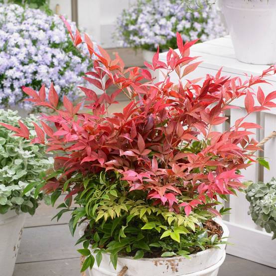 Bambou sacré Obsessed® 'Seika', Nandina - Pot de 7,5L - 60/80 cm - Image 3
