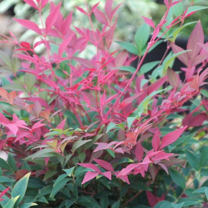 Bambou sacré Obsessed® 'Seika', Nandina - Pot de 7,5L - 60/80 cm - Image 9