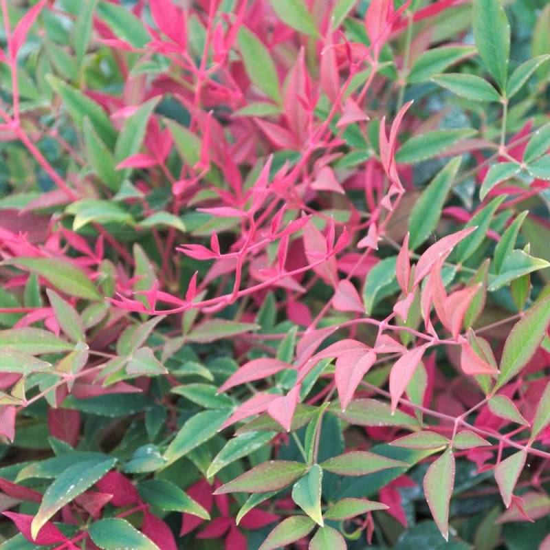 Bambou sacré Obsessed® 'Seika', Nandina - Pot de 7,5L - 60/80 cm - Image 8
