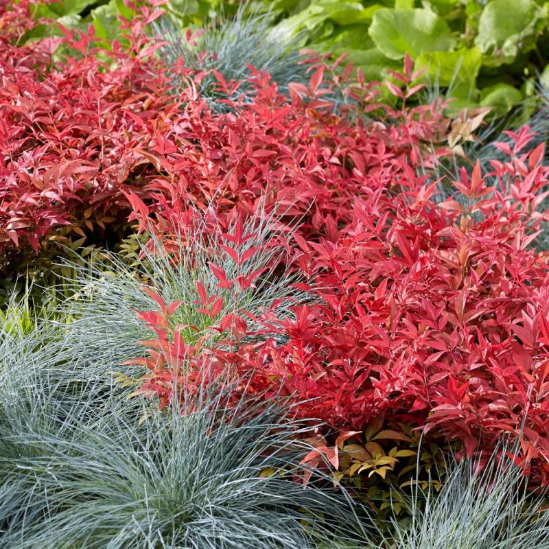 Bambou sacré Obsessed® 'Seika', Nandina - Pot de 7,5L - 60/80 cm - Image 4