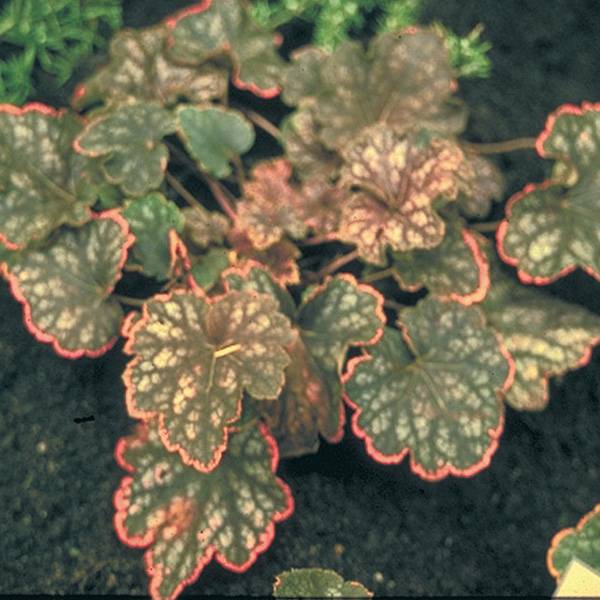 Promesse de Fleurs - Heuchère - Heuchera Beauty Color Godet de 8/9 cm