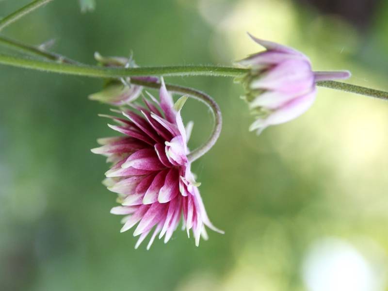 Promesse de Fleurs - Ancolie Nora Barlow - Aquilegia vulgaris Godet de 8/9 cm - Image 2