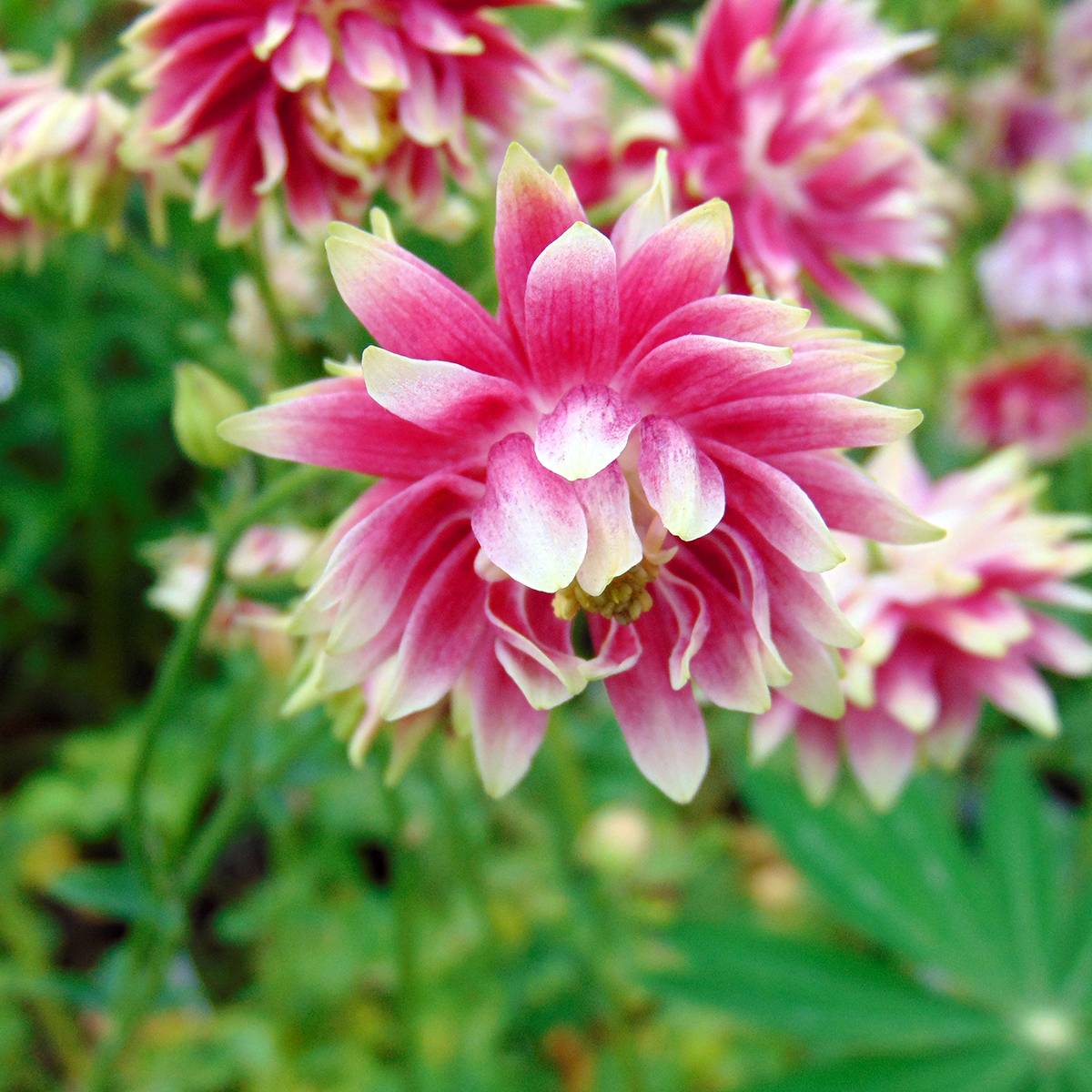 Ancolie Nora Barlow - Aquilegia vulgaris Godet de 8/9 cm