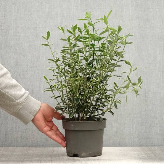 Euonymus japonicus Suzanne - Fusain du Japon Pot de 2L/3L - Image 2
