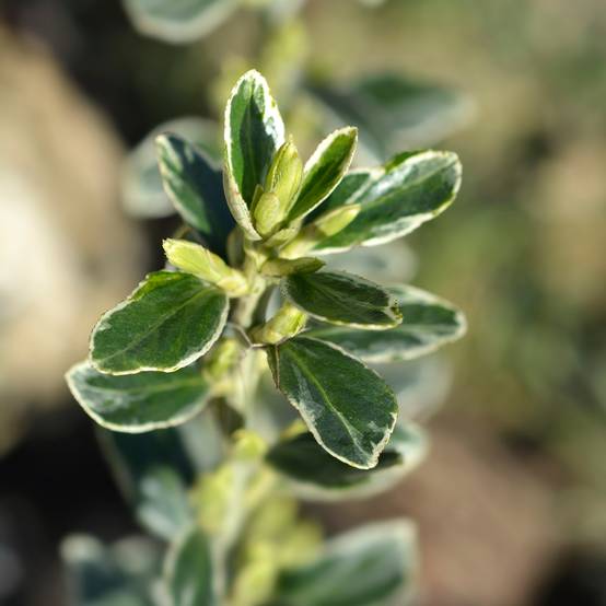 Euonymus japonicus Suzanne - Fusain du Japon Pot de 2L/3L - Image 1