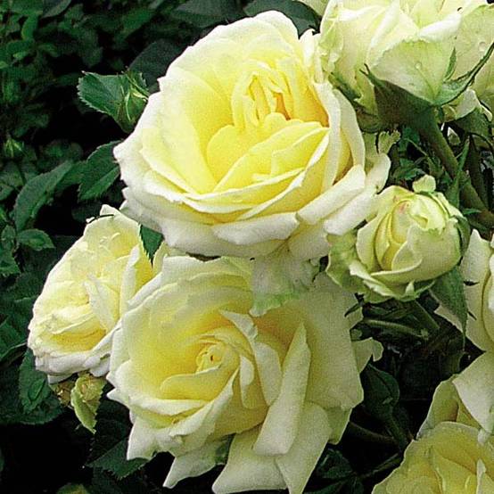 Rosier grimpant Goldfassade Pot de 4L/5L
