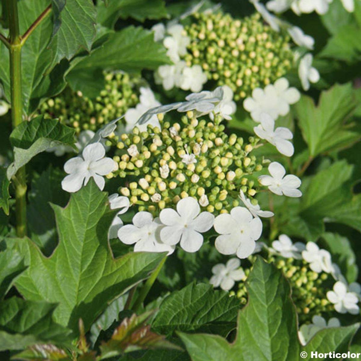 Viorne obier - Viburnum opulus Compactum  Godet de 8/9 cm
