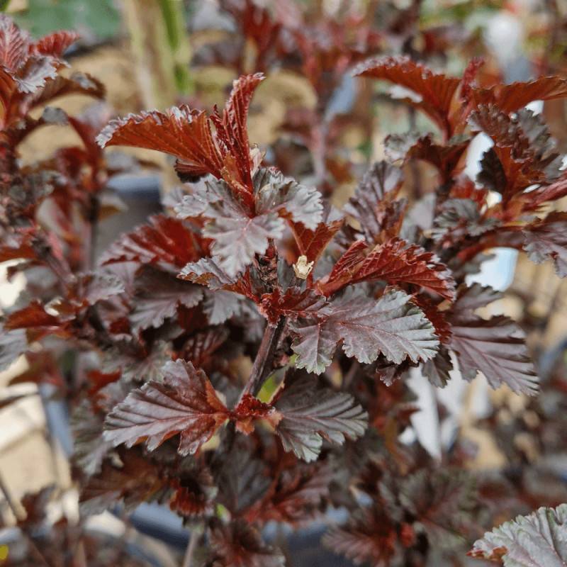 Physocarpus Black Light® 'Minbla3', Physocarpe à fleurs Blanche - feuillage Caduc - Pot de 3L - 40/60 cm-  hauteur à maturité De 1,50 m à 2,00 m - Image 2