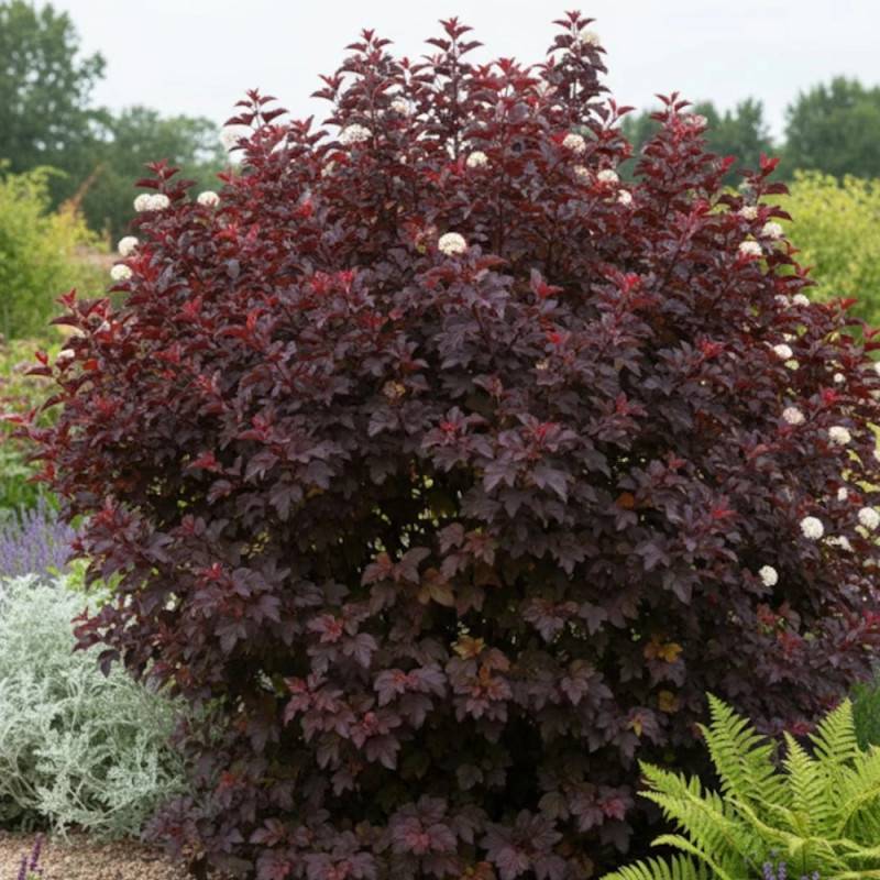 Physocarpus Black Light® 'Minbla3', Physocarpe à fleurs Blanche - feuillage Caduc - Pot de 3L - 40/60 cm- hauteur à maturité De 1,50 m à 2,00 m - Image 3