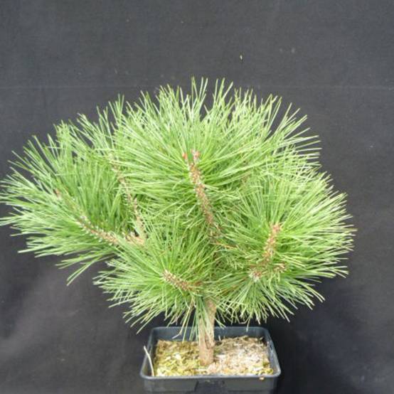 Pin noir Pierrick Bregeon®, Pinus - Pot de 5L - 40/60 cm - Image 1