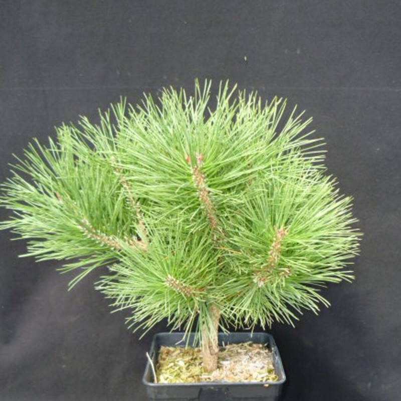 Pin noir Pierrick Bregeon®, Pinus - Pot de 5L - 40/60 cm