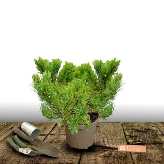 Pin noir Pierrick Bregeon®, Pinus - Pot de 5L - 40/60 cm - Image 4