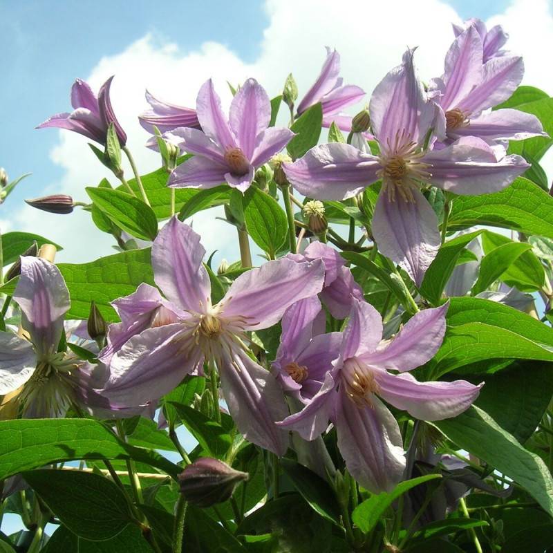 Clématite integrifolia Star River® 'Zostarri' à fleurs Bleue - feuillage Caduc - Pot de 2L - Tuteur bambou 60/90 cm-  hauteur à maturité De 1,00 m à 1 - Image 1