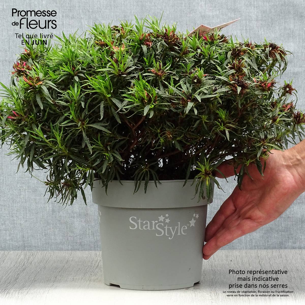 Promesse de Fleurs - Azalée japonaise Star Style Pink - Azalea japonica Pot de 3L/4L - Image 2
