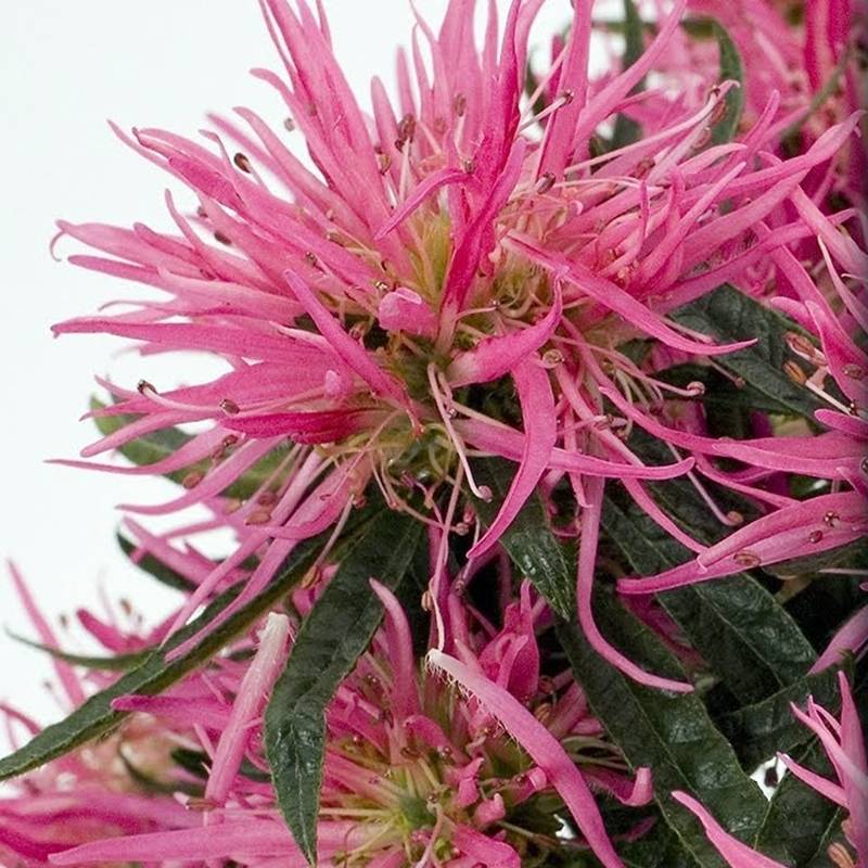 Promesse de Fleurs - Azalée japonaise Star Style Pink - Azalea japonica Pot de 3L/4L - Image 1
