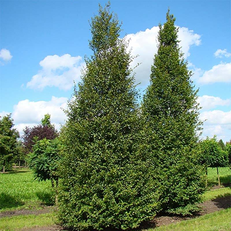 Carpinus betulus A. Beeckman - Charme commun Pot de 3L/4L