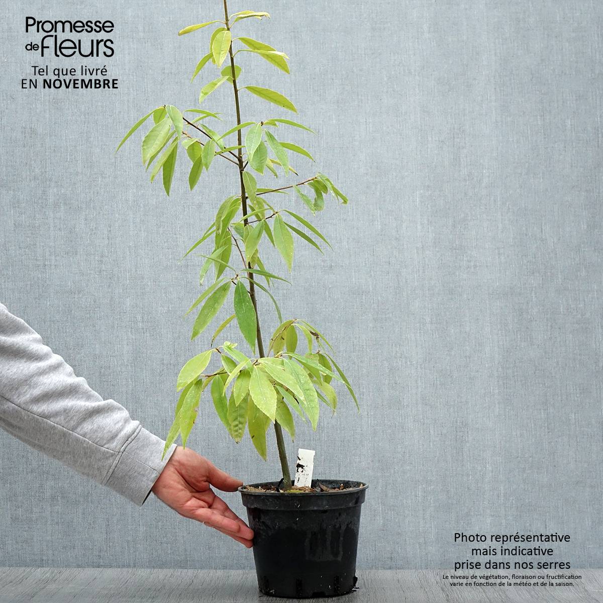 Promesse de Fleurs - Quercus myrsinifolia - Chêne à feuilles de myrsine Pot de 3L/4L - Image 1