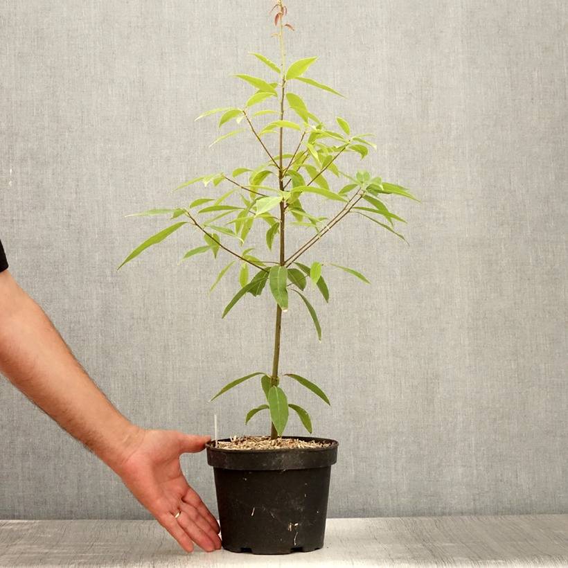 Promesse de Fleurs - Quercus myrsinifolia - Chêne à feuilles de myrsine Pot de 3L/4L - Image 2