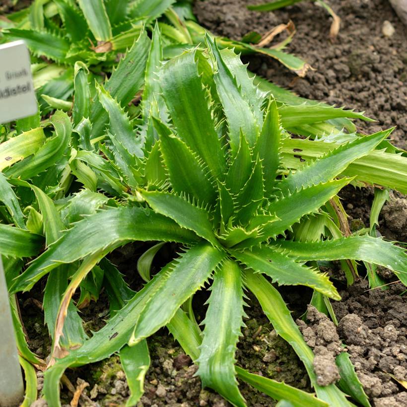 Eryngium agavifolium - Panicaut à feuilles d'Agave Godet de 8/9 cm