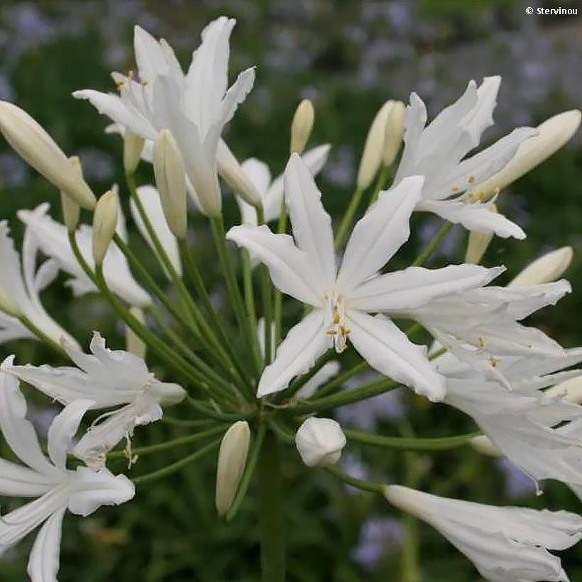 Promesse de Fleurs - Agapanthe Vallée de la Sarthe Pot de 2L/3L