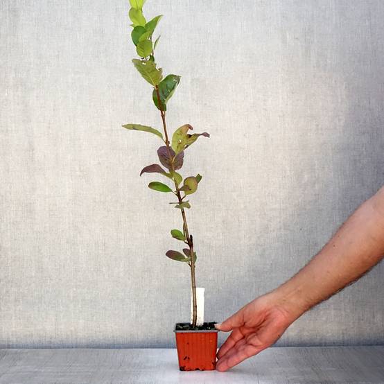 Aronia prunifolia Viking Godet de 7/8 cm - Image 2