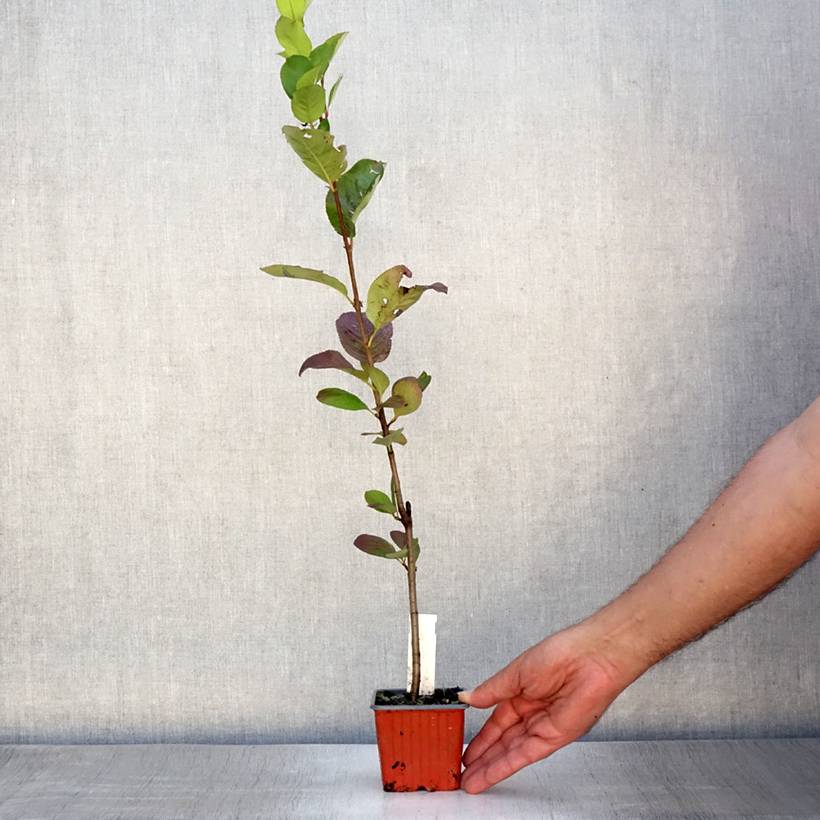 Aronia prunifolia Viking Godet de 7/8 cm - Image 2