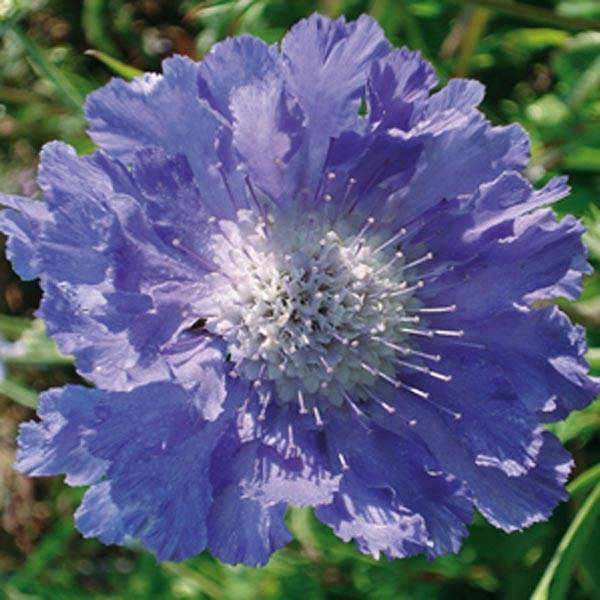 Scabieuse du Caucase - Scabiosa caucasica Perfecta Godet de 7/8 cm