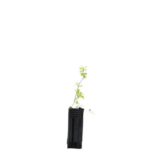 Chêne kermès (Quercus coccifera) - Godet - Taille 10/15cm - Pépinières Naudet - Image 2