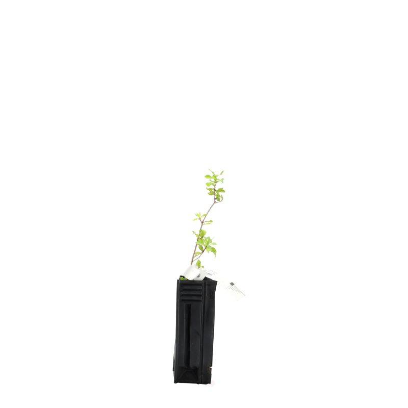 Chêne kermès (Quercus coccifera) - Godet - Taille 10/15cm - Pépinières Naudet - Image 2