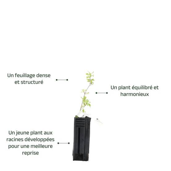 Chêne kermès (Quercus coccifera) - Godet - Taille 10/15cm - Pépinières Naudet - Image 3
