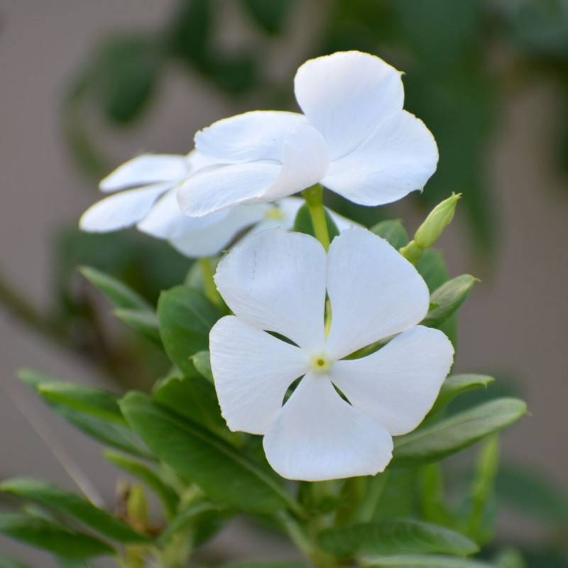 Pervenche blanche à fleurs Blanche - feuillage Persistant - Godet - 5/20 cm-  hauteur à maturité Moins de 0,15 m