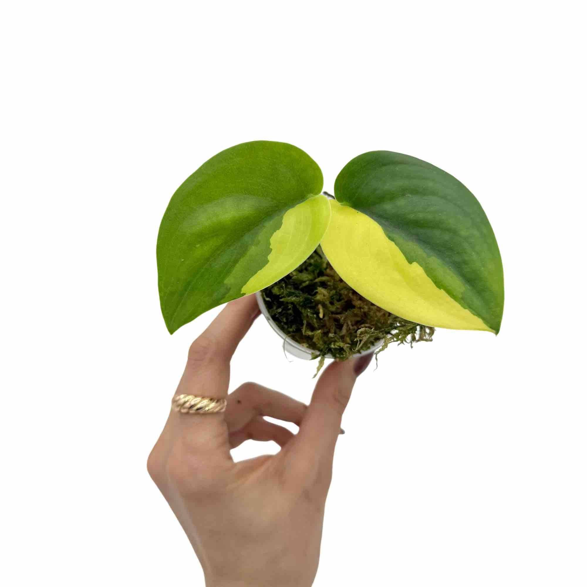 Scindapsus Jade Satin Variegata Aurea - Pot de 6cm - Plantes d'intérieur